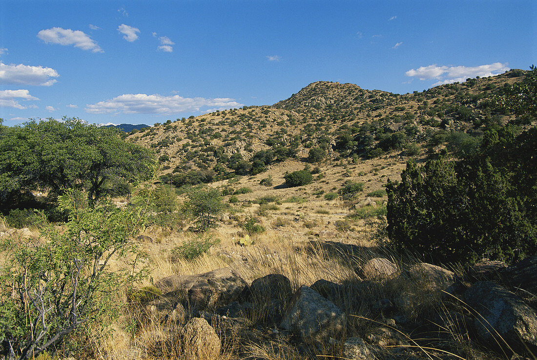Chiricahua Foothills,Arizona,USA