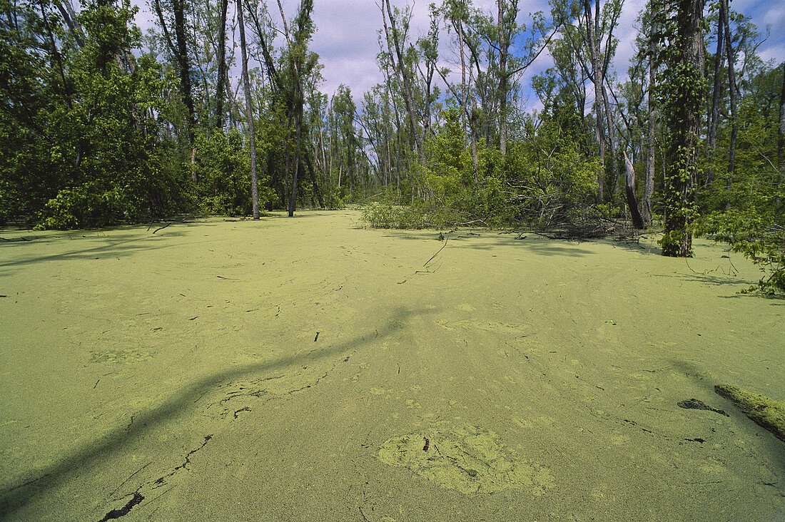 Atchafalaya Swamp,Louisiana
