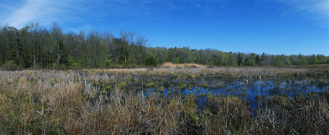 Pennsylvania Marsh in Spring