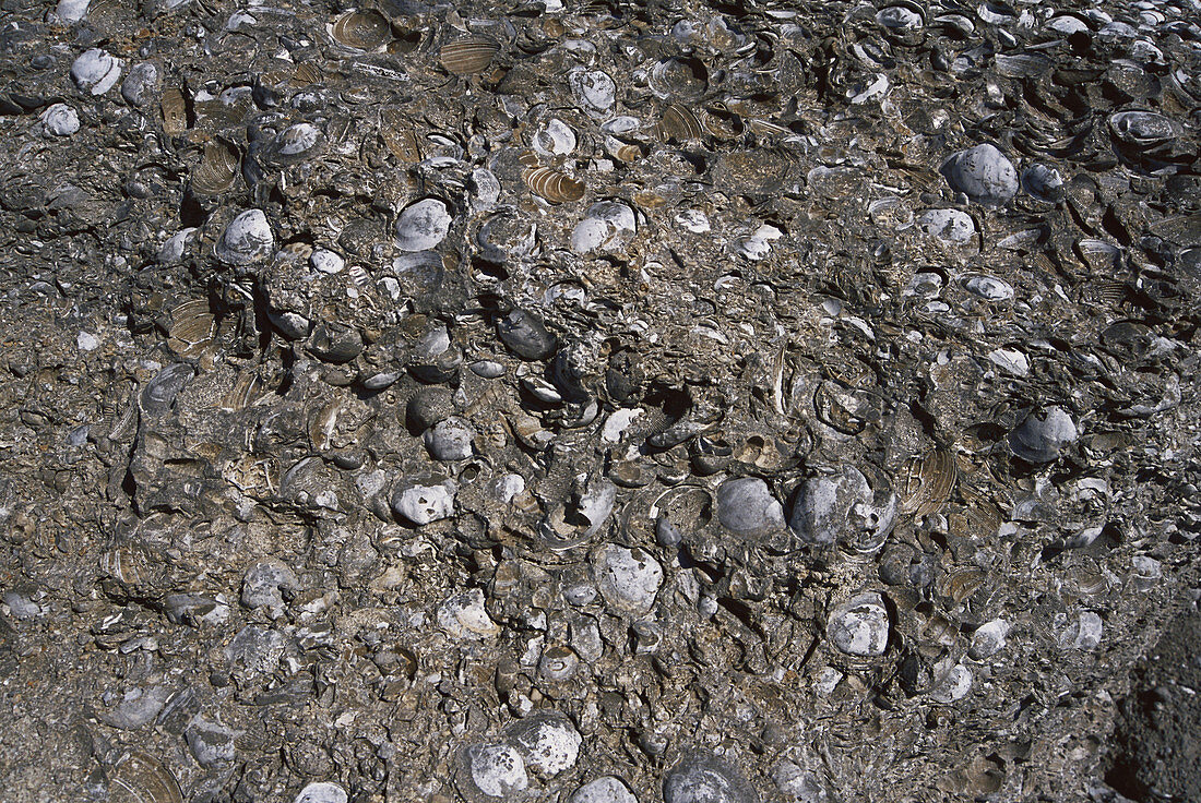 Fossiliferous Marl