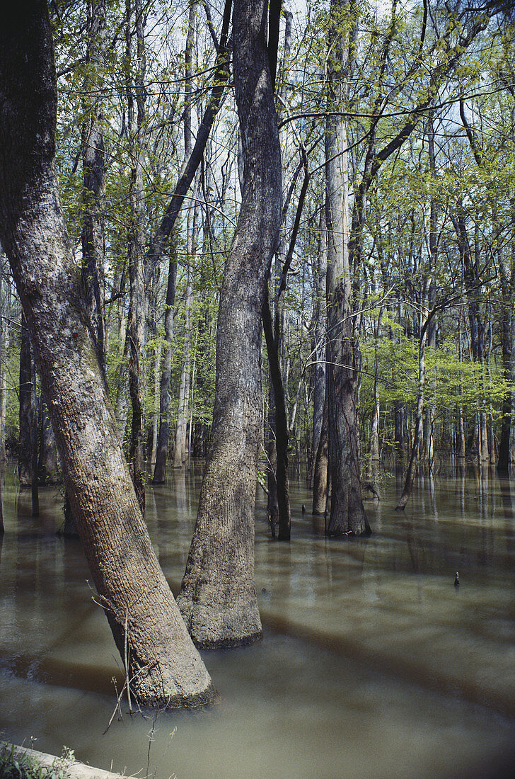 Congaree Swamp,South Carolina,USA