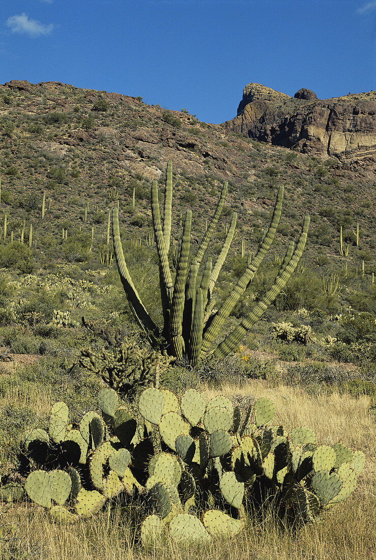 Organ Pipe and Prickly Pear