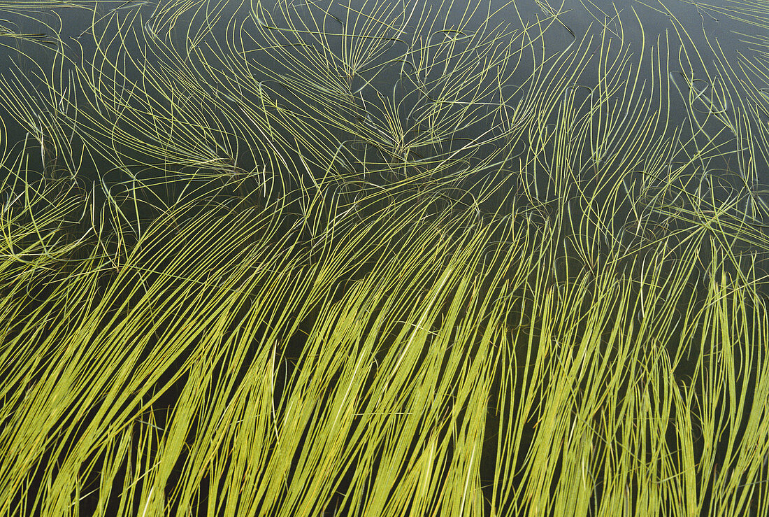 Kettle Pond Grass