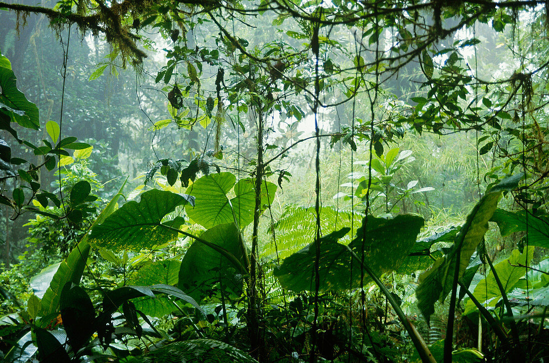 Cloud forest,Costa Rica