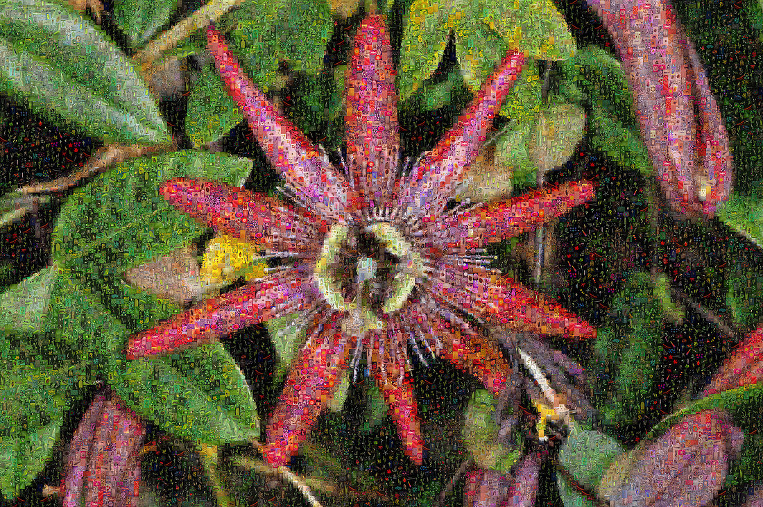Passiflora Pura Vida Mosaic