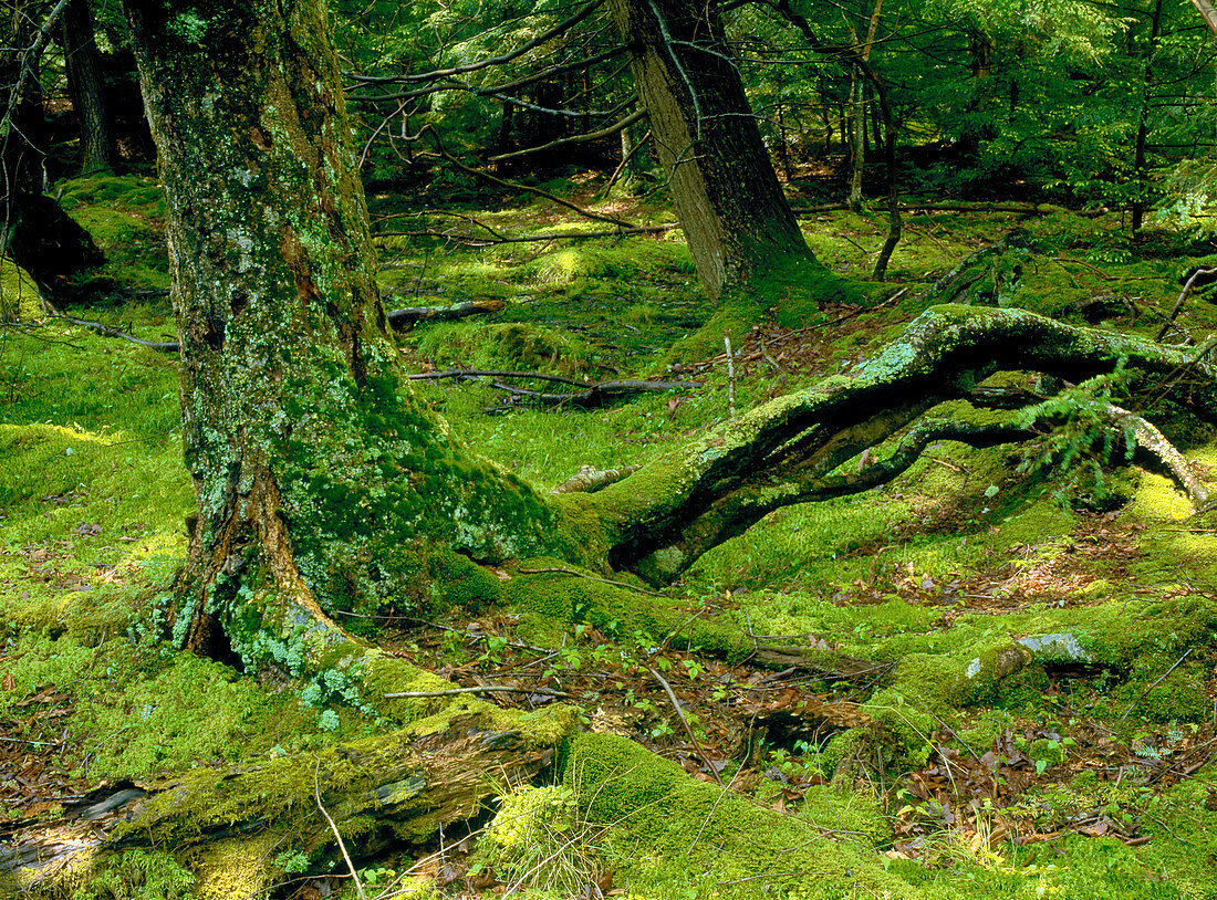 Hemlock - Red Spruce Forest