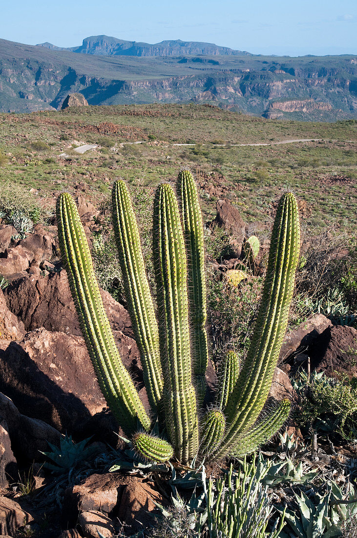 Organ Pipe Cactus,Baja