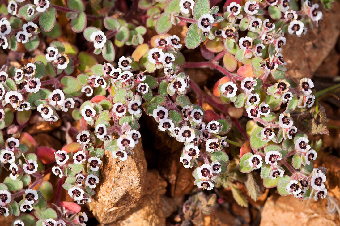 A Desert Spurge