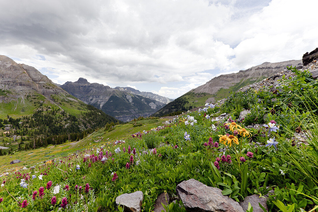 Alpine meadow