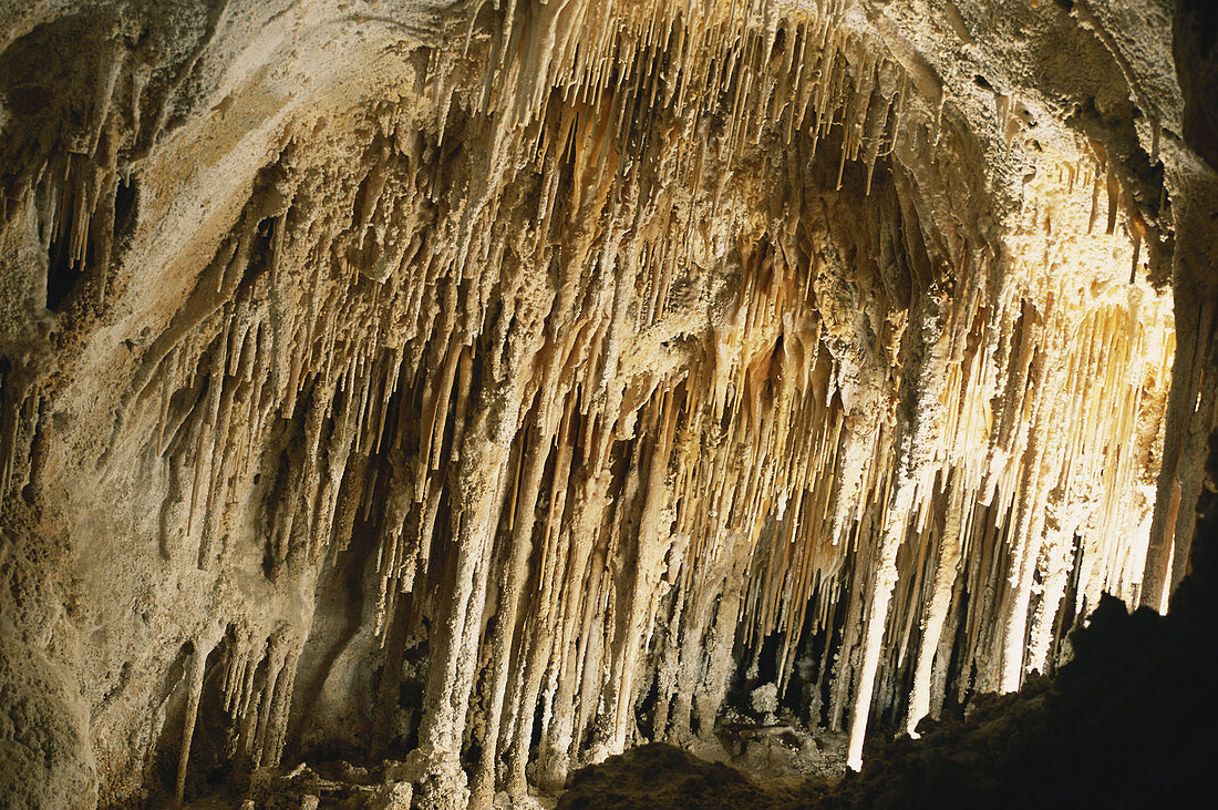 Soda Straws in Carlsbad Caverns