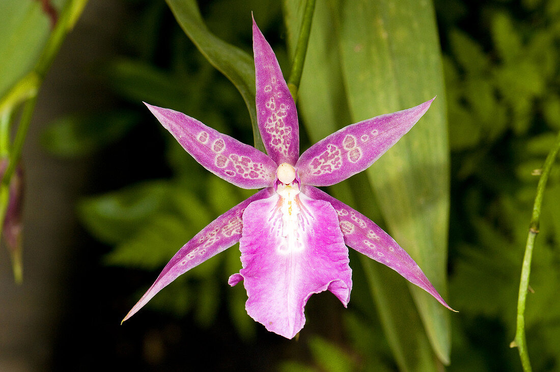 Orchid Trichocentrum