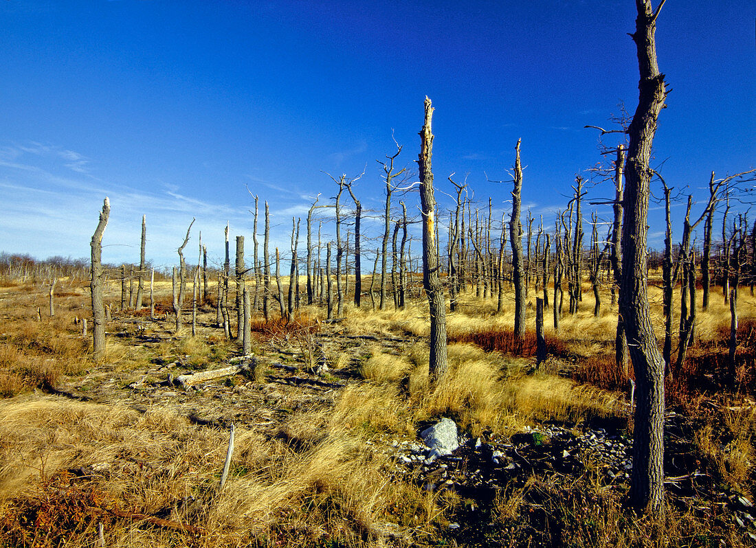 Denuded vegetation due to air pollution