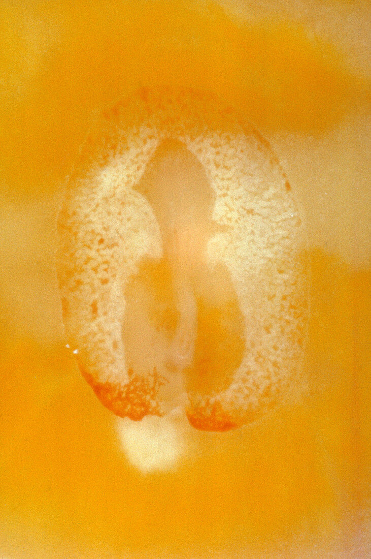 Chick Embryo,48 Hrs