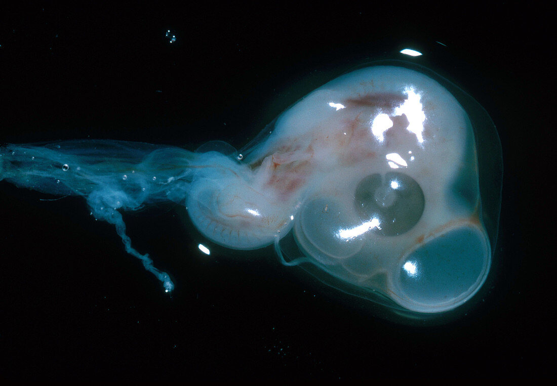 Chick Embryo,5 Days