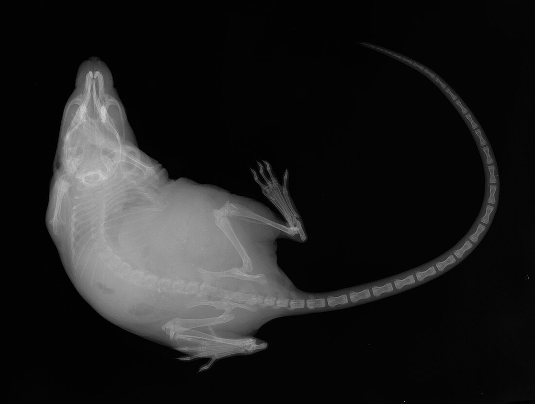 X Ray of a Mouse