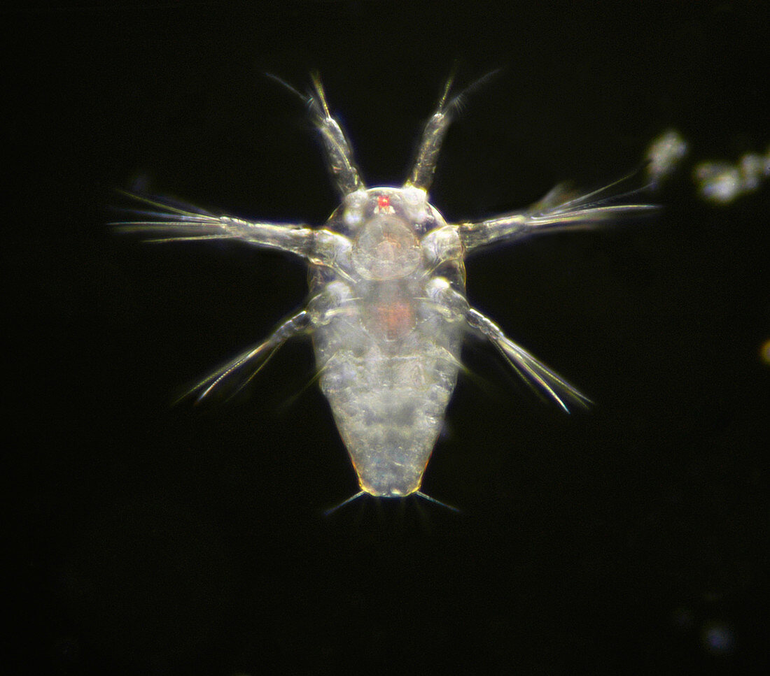 LM of Barnacle larvae