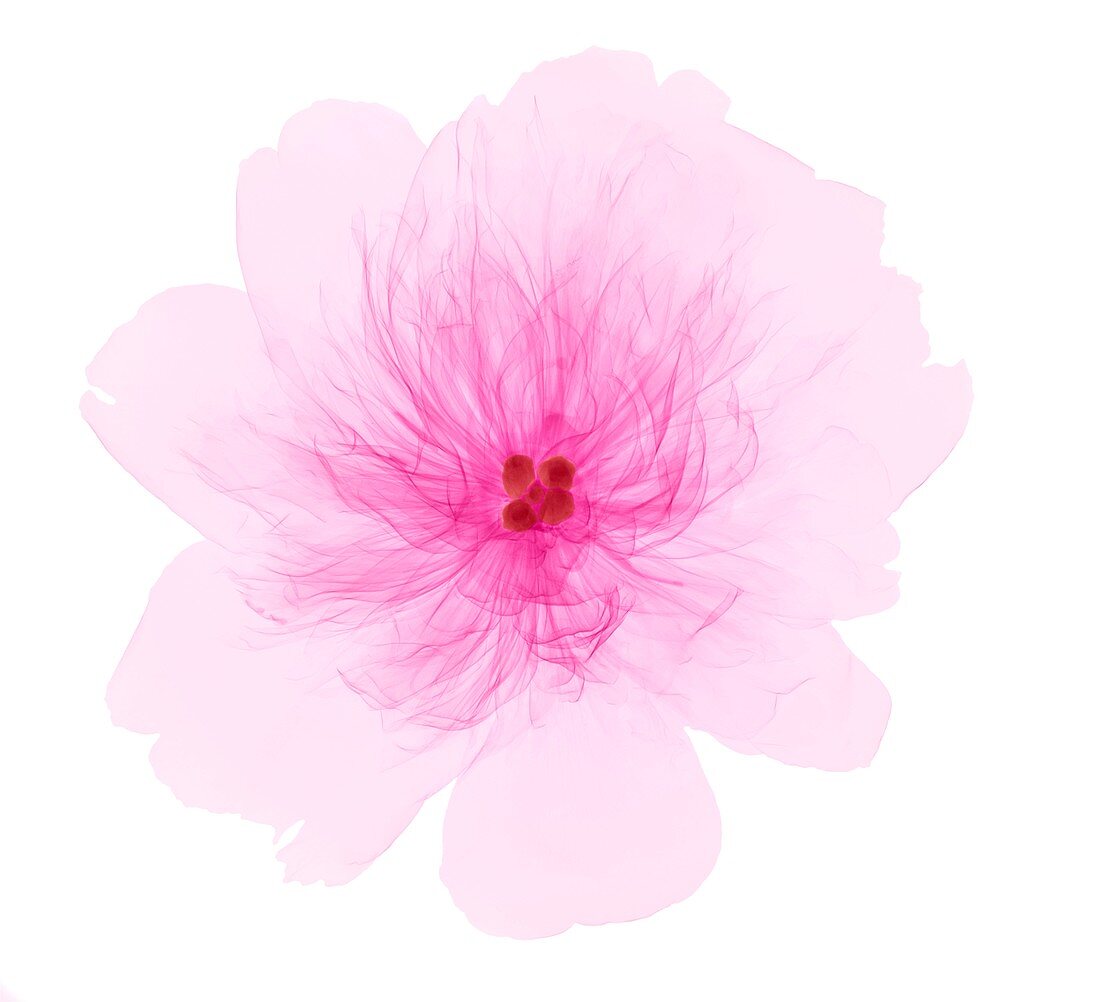 X-ray of Peony Flower