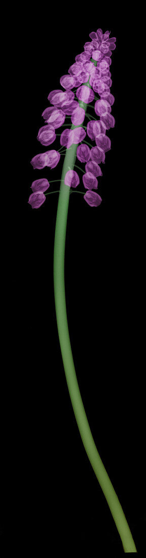 X-Ray of Grape Hyacinth