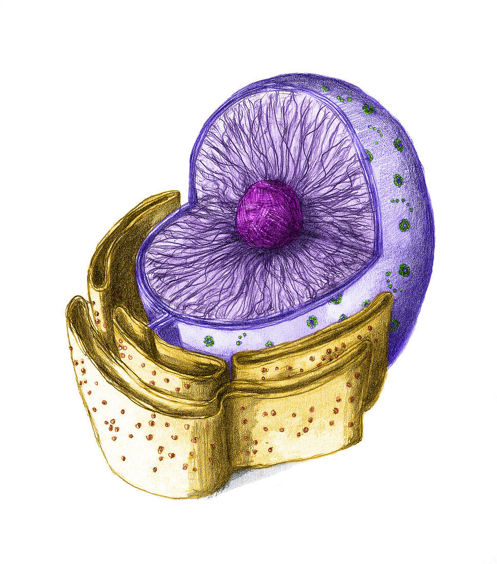 Cell Nucleus,Animal