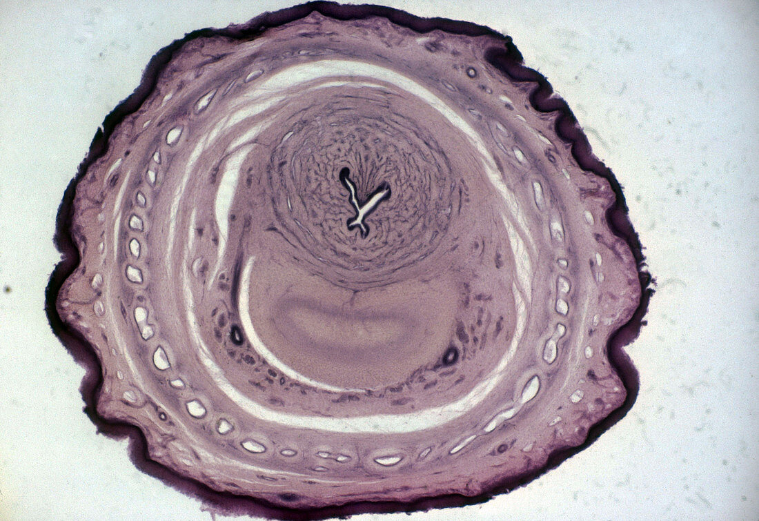 Transverse Section of Dog's Penis