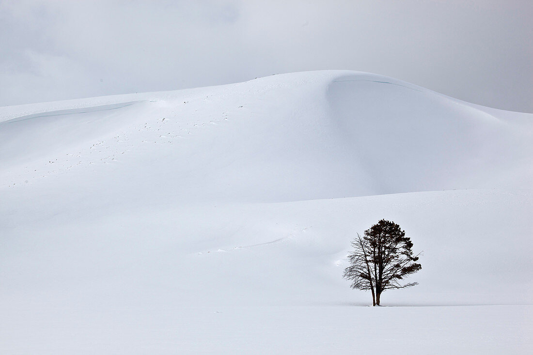 Lodgepole Pine in snowy landscape