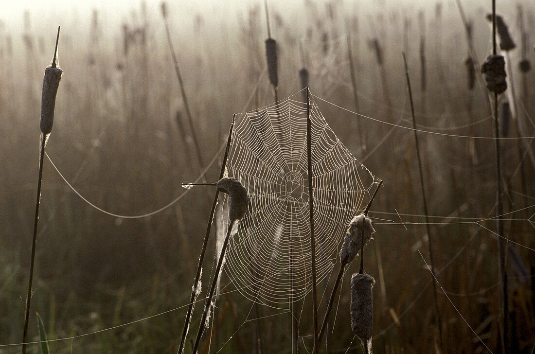 Spider web on cattails