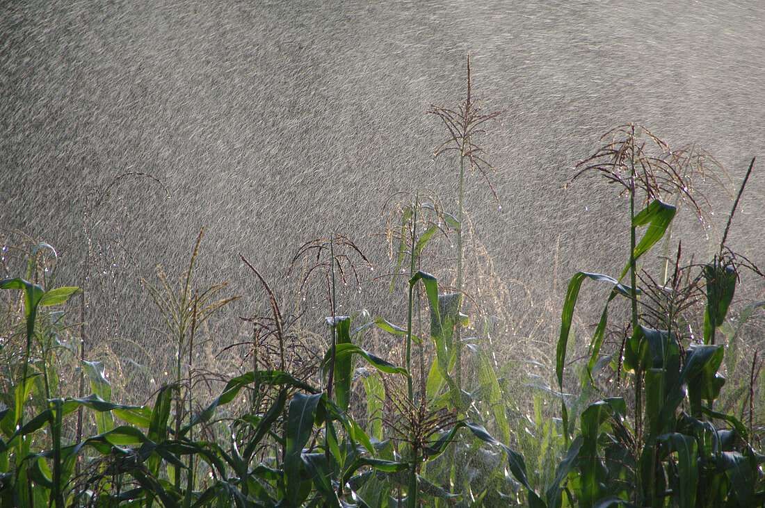 Corn being Watered