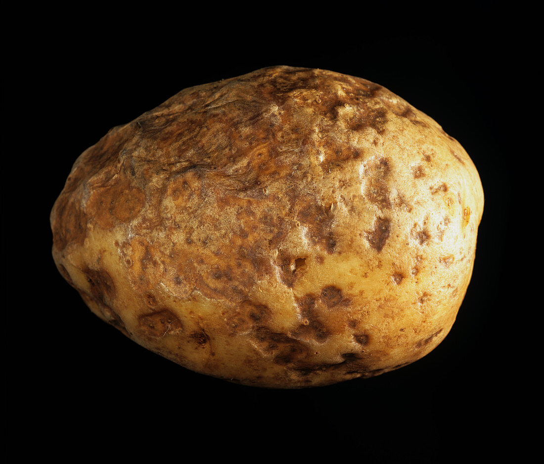 Pit rot of potato