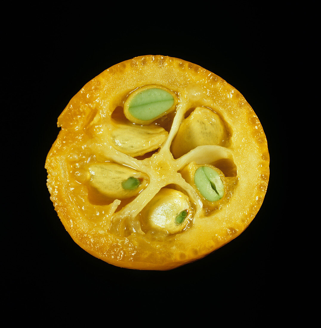 Cross Section of Kumquat