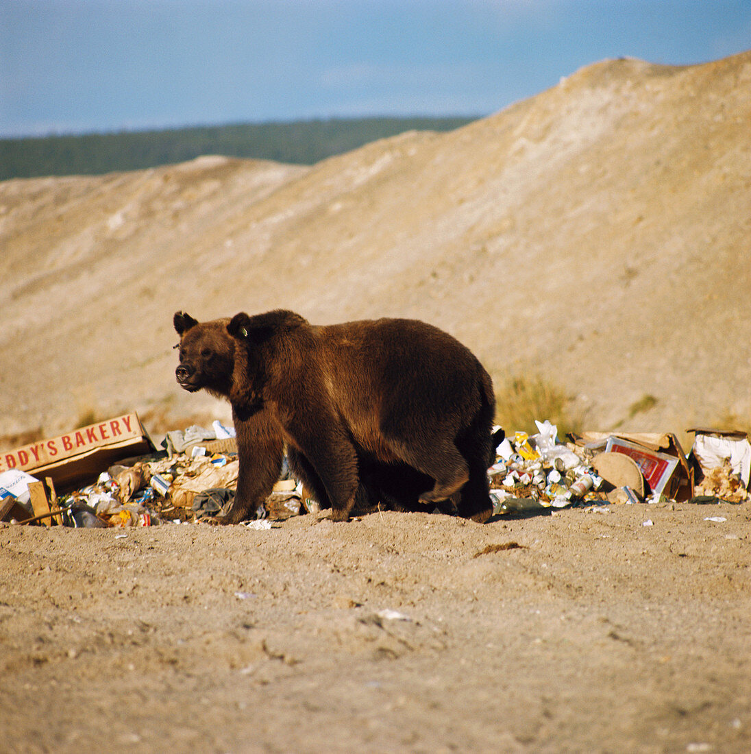 Grizzly Bear and Garbage