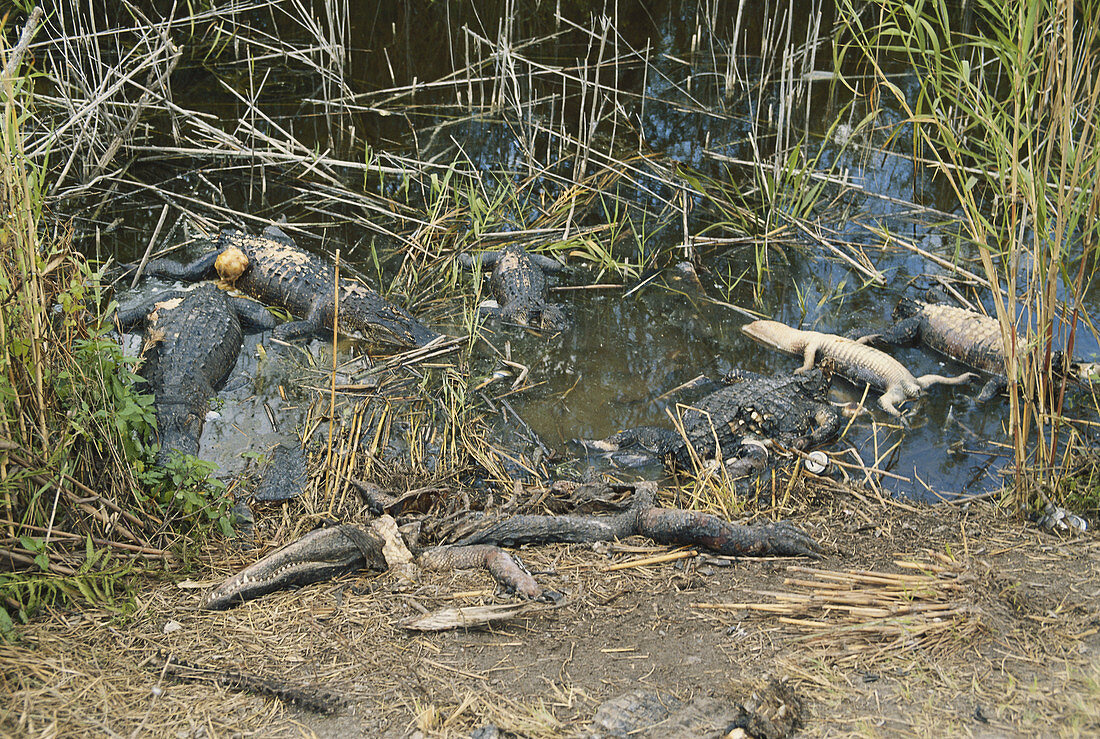 Slaughtered Alligators