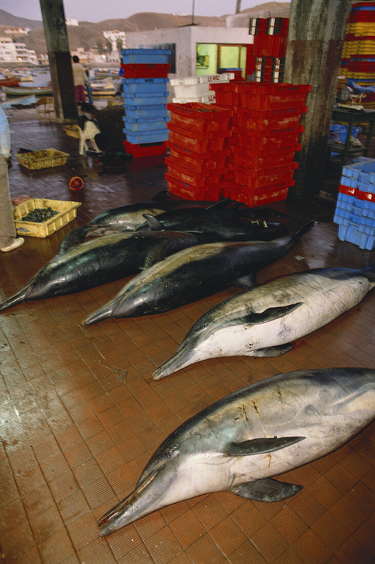 Dolphins Killed by Fishermen,Peru