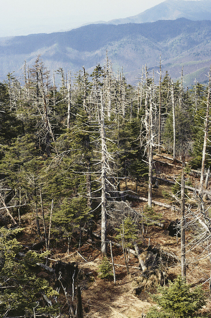 Forest Decimated by Acid Rain