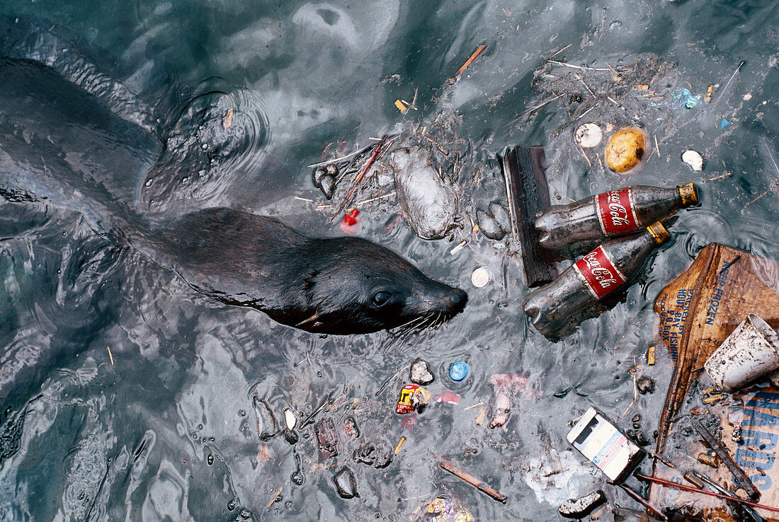 Seal in Polluted Water