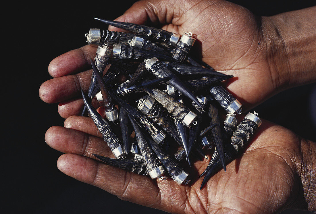 Dik-dik Horns Sold as Souvenirs,Uganda