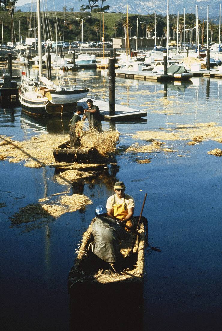 Oil Spill Cleanup,Santa Barbara,1969