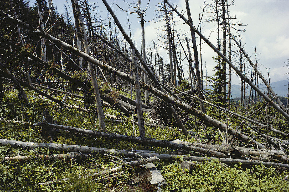 Trees Damaged by Acid Rain