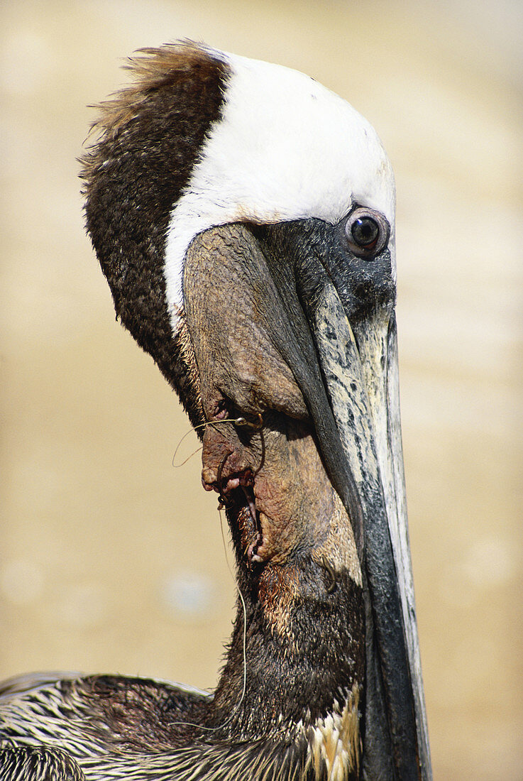 Brown Pelican Choking on Fishing Line