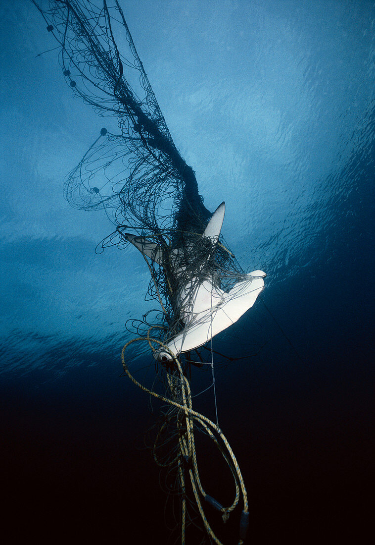 Hammerhead Shark Drowned by Net