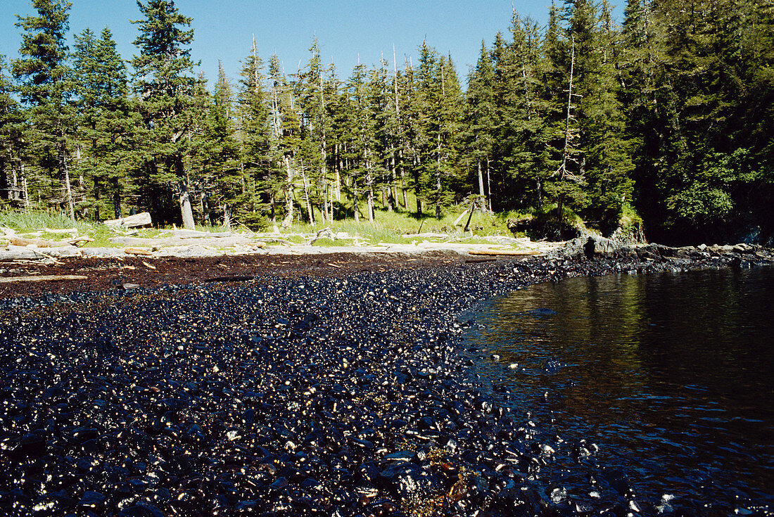 Oily Beach After Exxon-Valdez Spill,USA