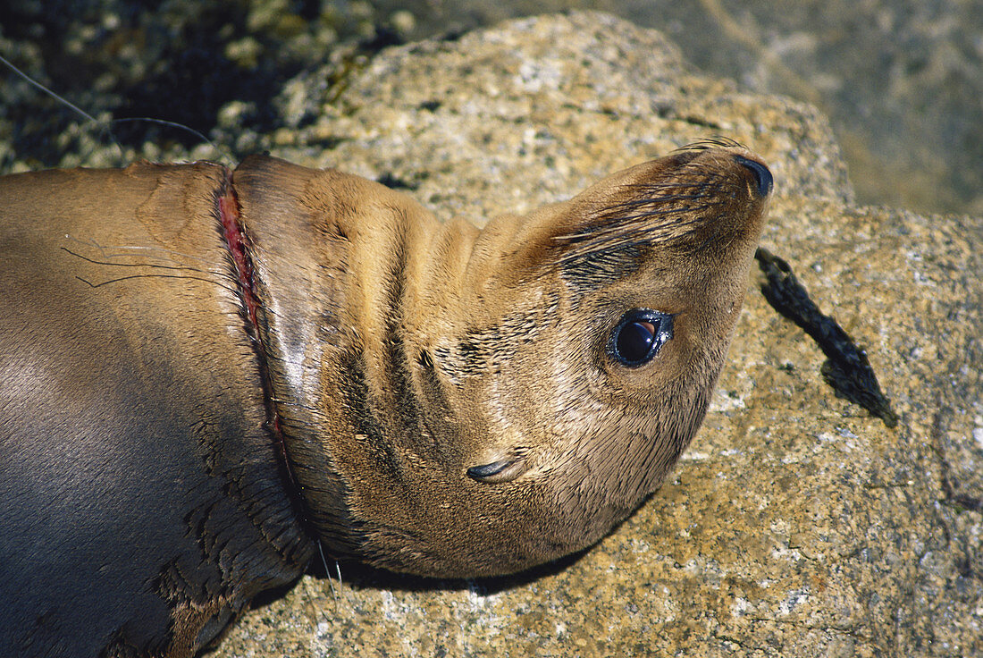 California Sea Lion Strangled by Fishnet