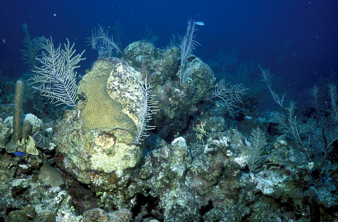 Degraded reef