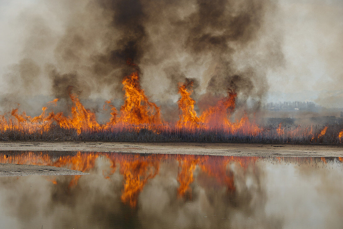 Controlled Marsh Fire