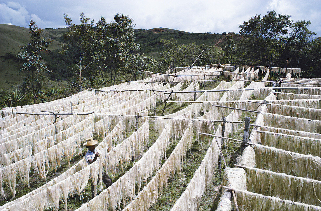 Sisal Drying,Colombia