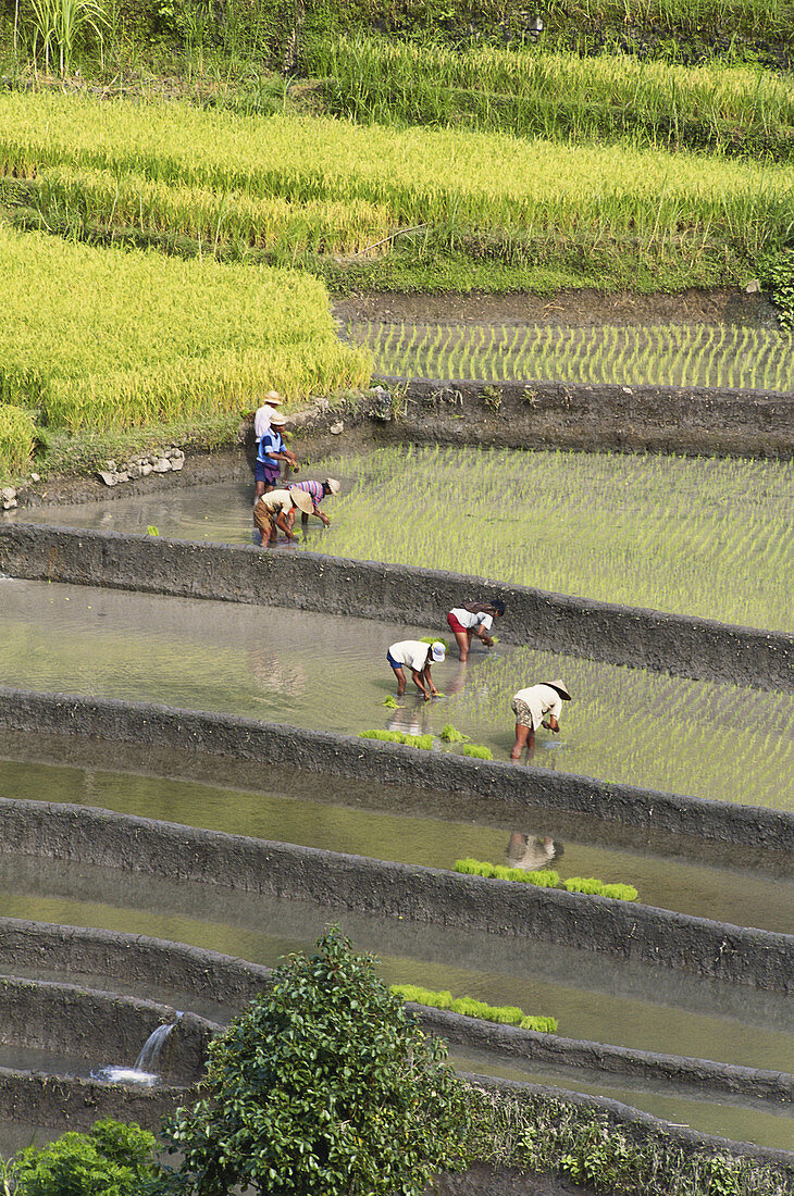 Planting Rice,Indonesia