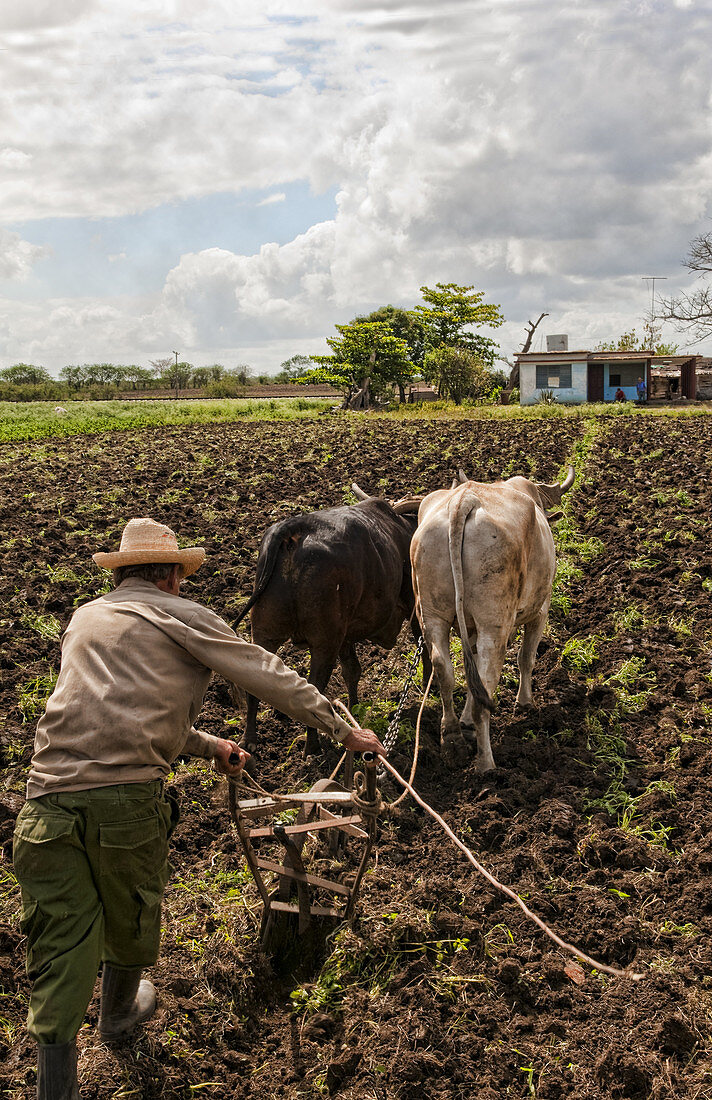 Cuban Man with Bull Plow