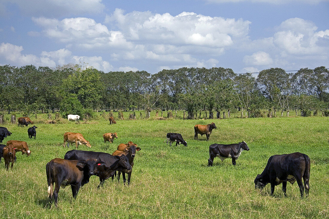 Cattle Grazing,Costa Rica