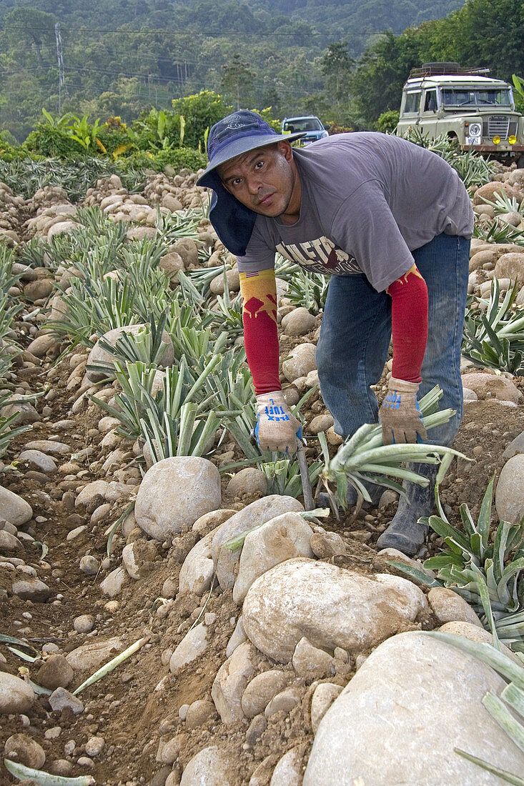 Planting Pineapple,Costa Rica