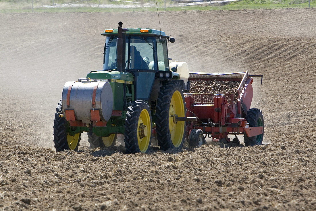 Farmer Planting Potato Crop