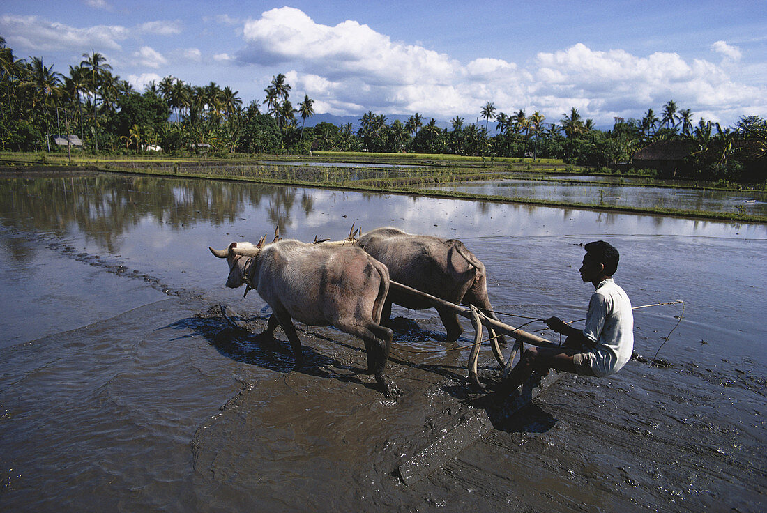 Ploughing Rice Paddy,Indonesia